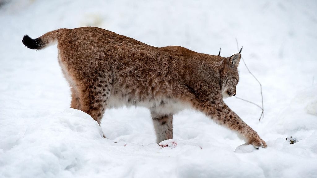 Ilves Ähtärin eläinpuistossa vuonna 2015