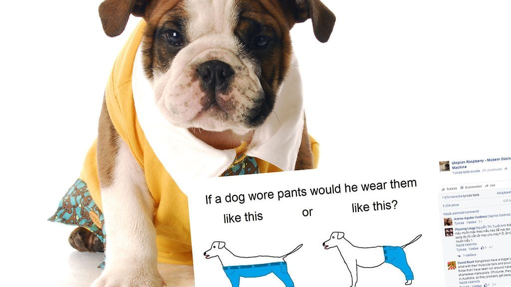 Entäs kuinka pukisit koiralle paidan?