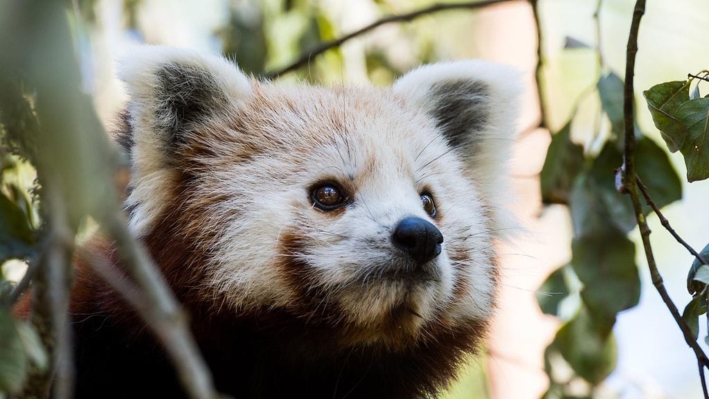 Pikkupanda2, Ähtärin eläinpuisto