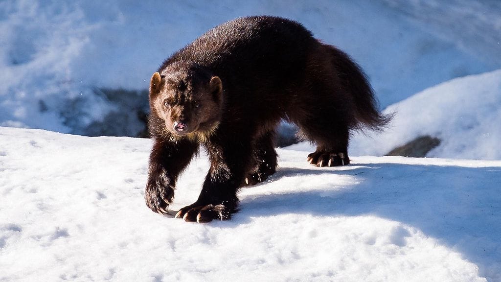 Suurimmat vahingon aiheuttaa ahma, joka aiheuttaa harmia erityisesti porotaloudelle.