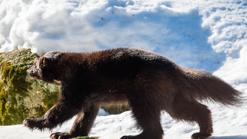 Ahma, Ähtärin eläinpuisto/kuva: Johan Hagstrom. Kuvituskuvaa.