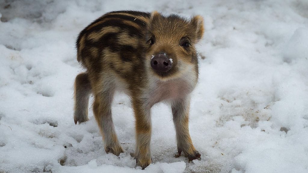 Suomessa järjestetään tänä viikonloppuna iso villisikajahti.