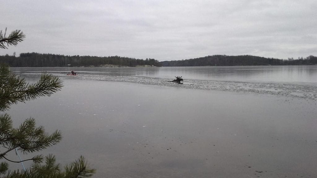 Jäihin pudonnut hirvi autettiin rantaan Mikkelissä  31. joulukuuta 2015.