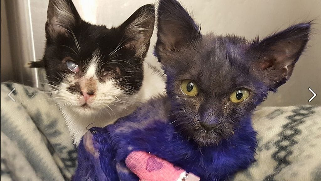 Smurffi on saanut adoptiotarjouksia muun muassa Brasiliasta ja Englannista. Kodin tulee samalla saamaan sokea Wanda-kissa, josta on tullut Smurffin kanssa erottamattomia. Kuva: Facebook/Nine Lives Foundation