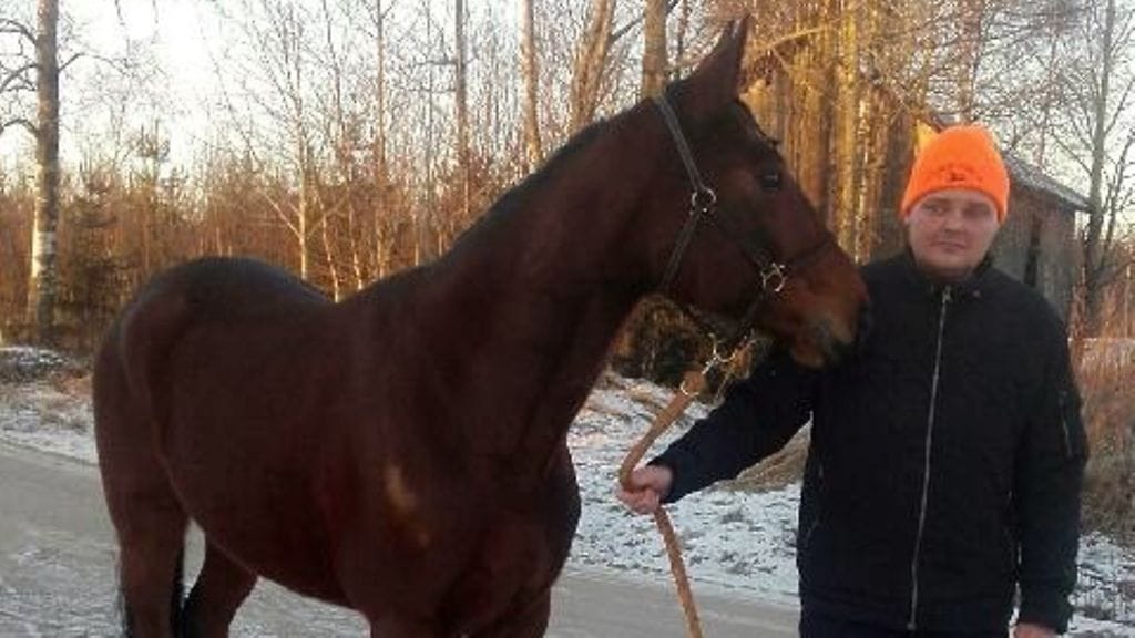 Tauolta palaava BWT Banzai starttaa tänään Seinäjoen Toto5-kierroksen avauskohteessa. Kuvassa hevosta pitelee Kari Mäki-Mustapää.