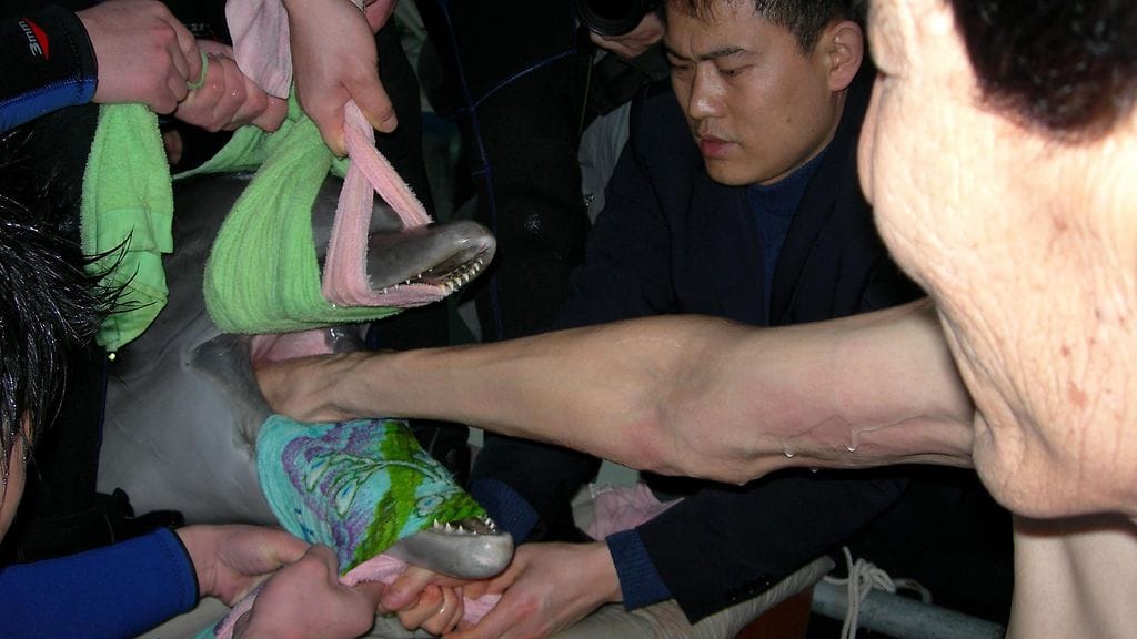 Bao Xishun pelastaa delfiinin