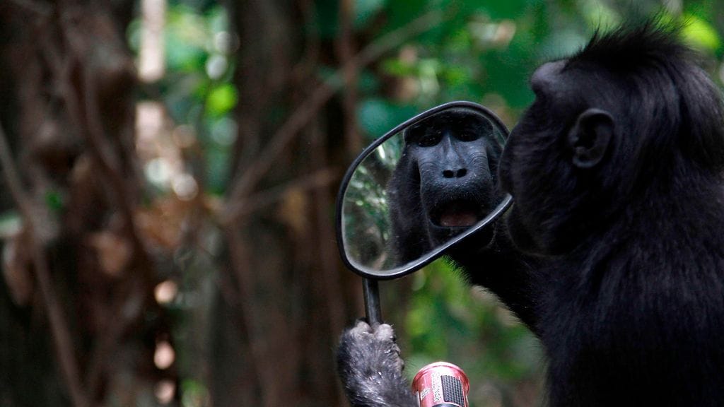 Makakiapina tarkastelee itseään peilistä.