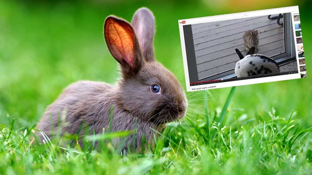 Lasiovi erotti toisistaan kiinnostuneet jänöjussit.