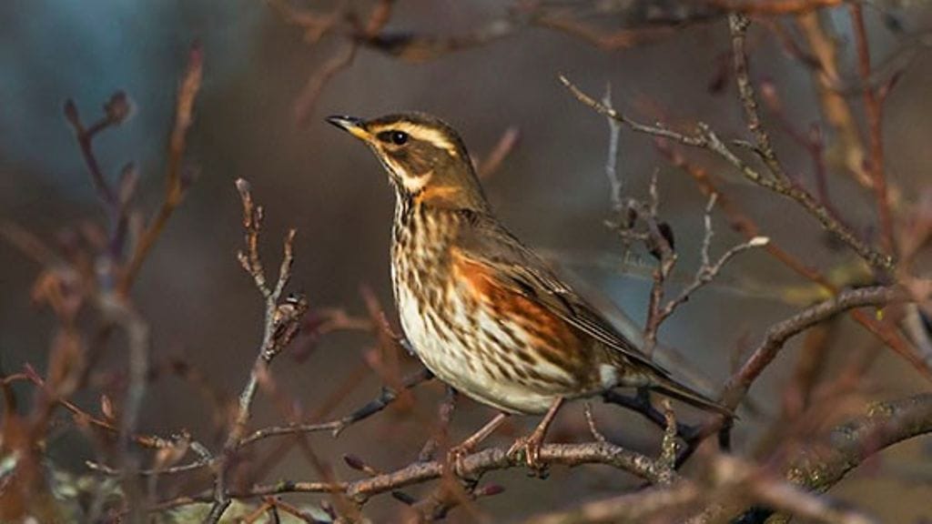 Punakylkirastas näyttää kärsivän ilmastonmuutoksesta ja sen esiintymisalueet ovat siirtyneet kohti pohjoista. Kuva: Jorma Tenovuo.