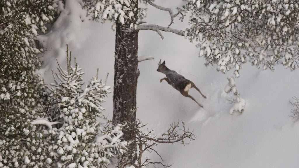 Miesten epäillään ampuneen muun muassa noin 50 metsäkaurista. Kuvituskuva.