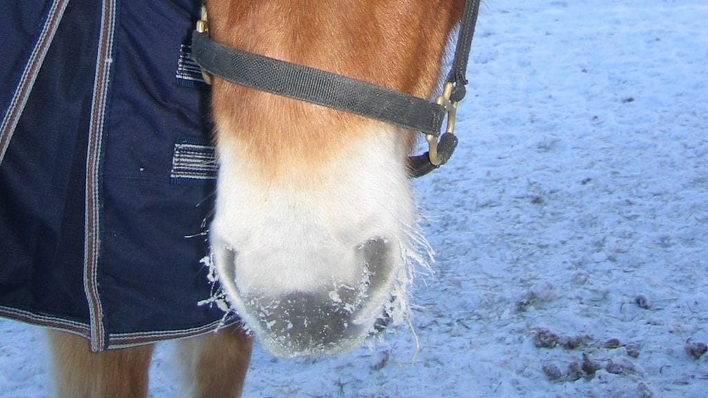 Hevoset pärjäävät kylmällä hyvin, kunhan loimia on päällä eikä hikiliikuntaa tarvitse harrastaa.
