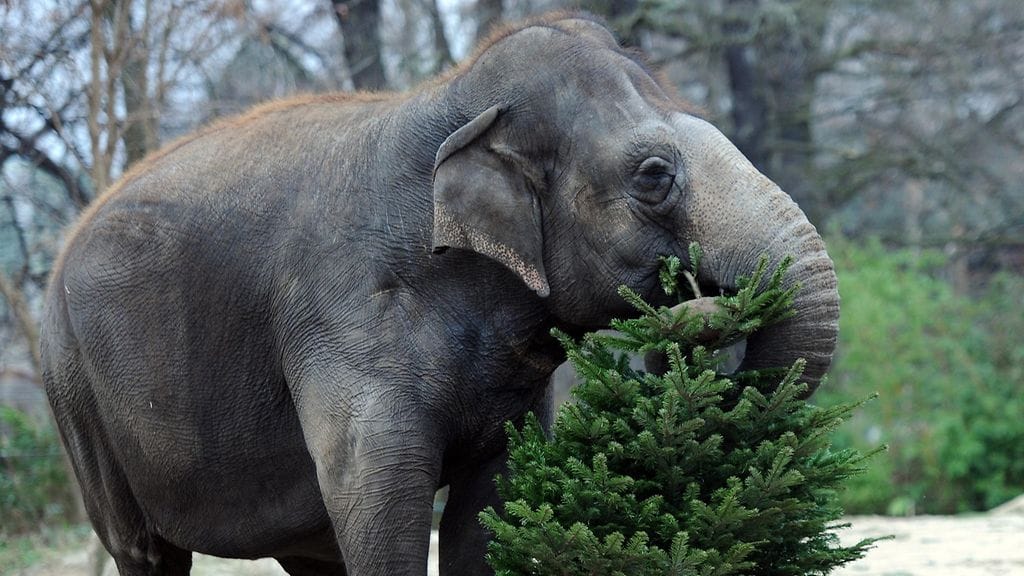 Myymättä jääneiden kuusien antaminen eläimille ei ole uusi idea. Kuuset ilahduttivat eläintarhan asukkaita myös vuonna 2012.