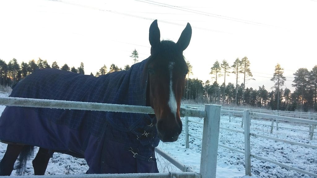 The One And Only vaikuttaa viihtyvän pakkaskeleillä.