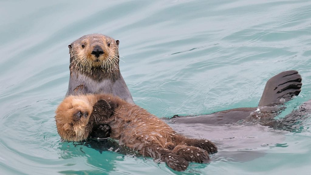 Merisaukkoja Alaskassa 2011