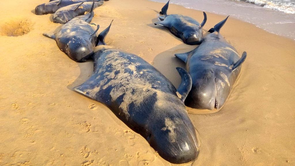 Kuolleita pallopäävalaita rannalla Tuticorinin lähistöllä Intiassa 12. tammikuuta 2016.