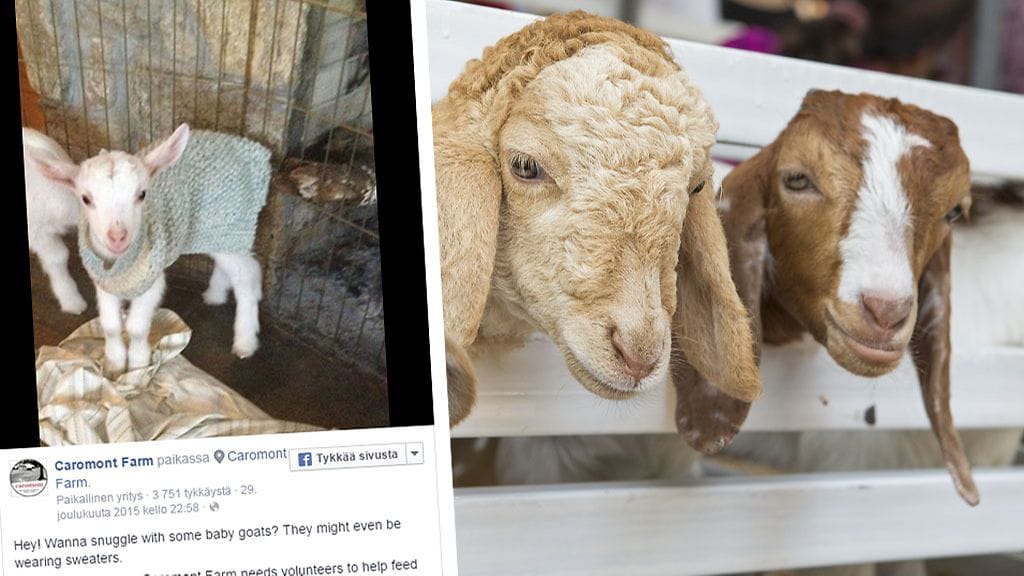 Virginiassa, Yhdysvalloissa sijaitseva maatila hakee vuohipaimenen apulaista auttamaan pikkukilien hoidossa.