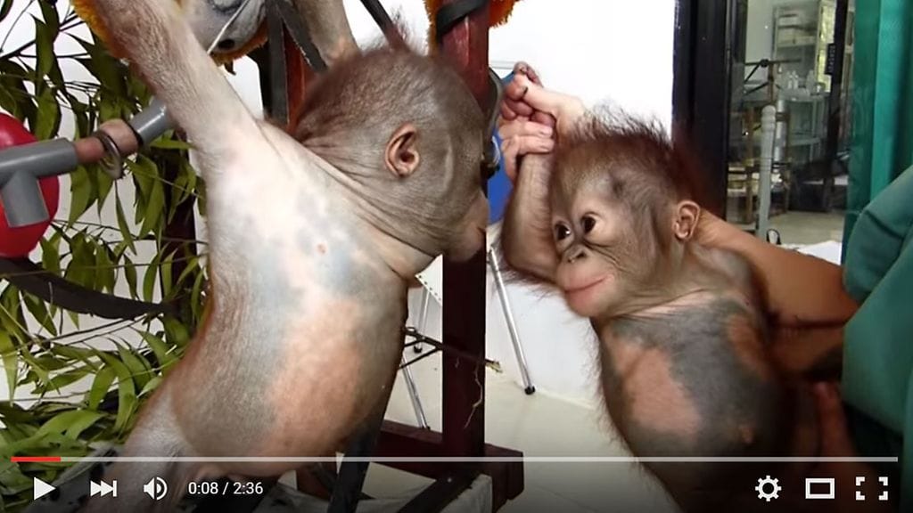 Giton ja Asokan ystävyys syttyi ensikatseesta.