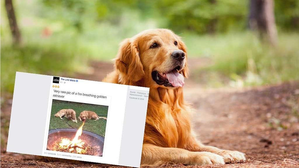 Kuva kahdesta koirasta nuotion ympärillä lähti leviämään kulovalkean lailla.