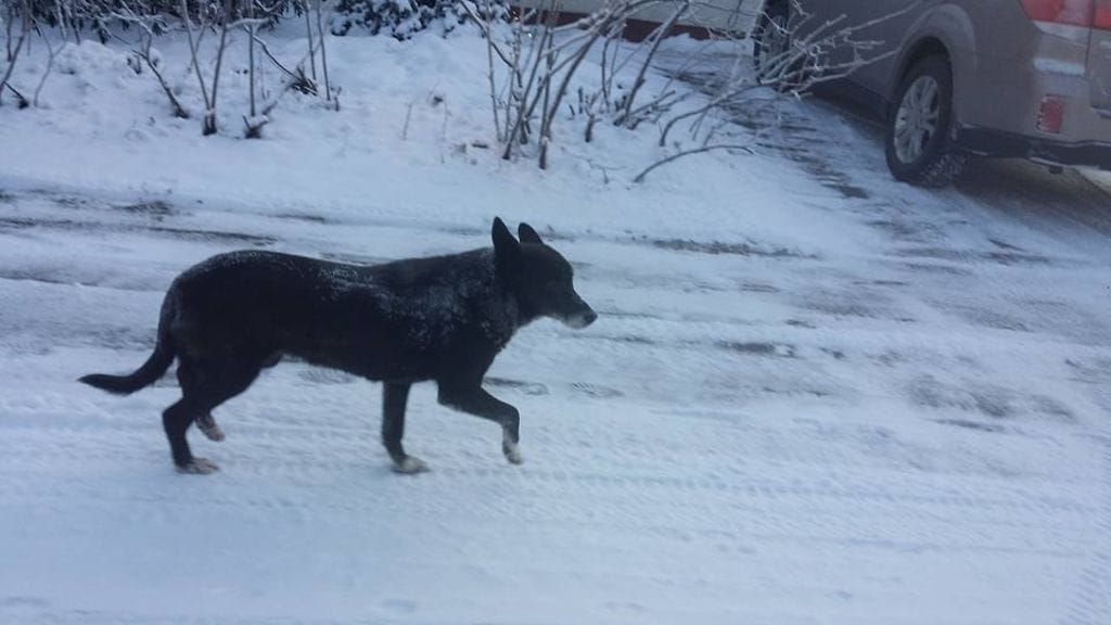 Tämän koiran on nähty liikkuvan Imatralla. Ei ole täysin varmaa, onko kyseessä Lahdesta karannut Mummo-koira.