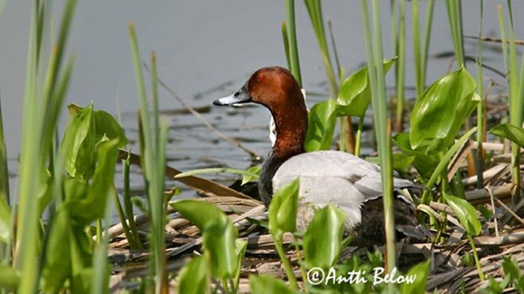 Punasotka, uhanalaiset, linnut, vesilinnut