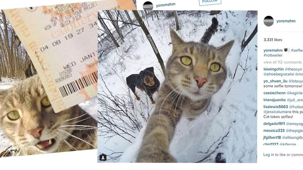 Manny kissa on aikaansa edellä, ja ottaa selfieitä aivan kuin kuka tahansa meistä.