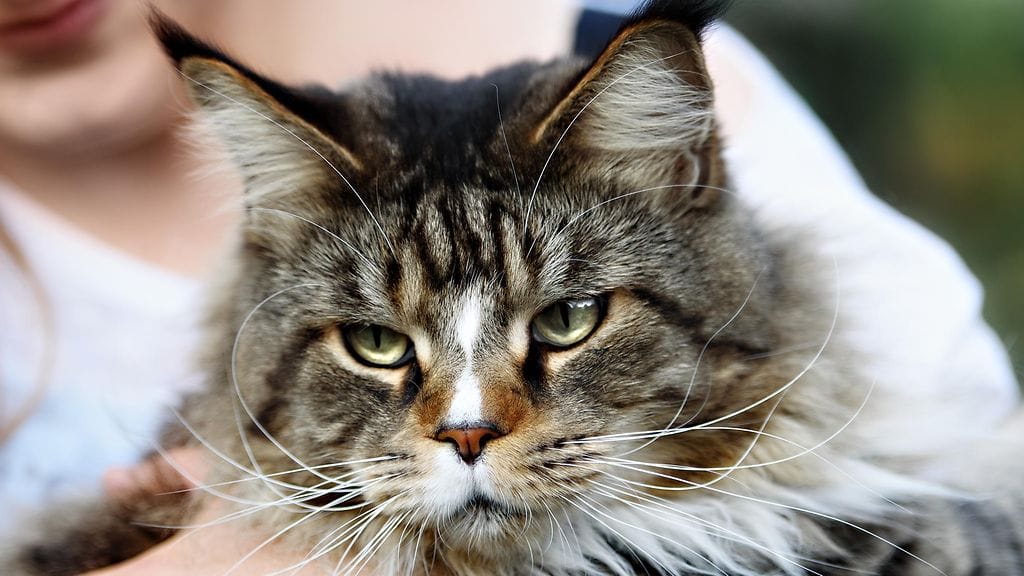 Maine coon -rotuinen kissa voi painaa jopa 15 kiloa.