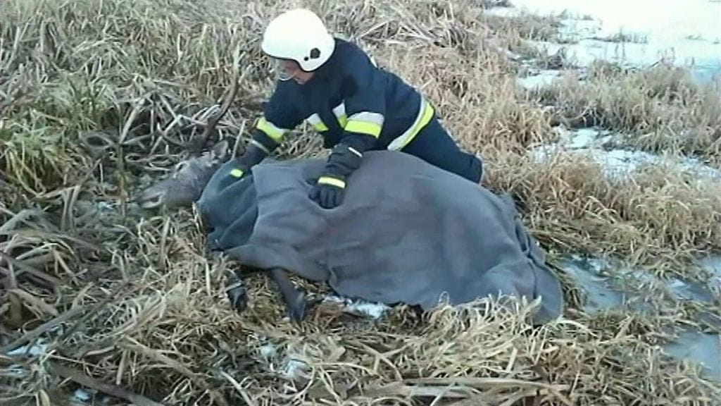 Riistakeskus muistuttaa, että autoilijan tulee ilmoittaa hätänumeroon jokaisesta törmäämisestään hirvieläimen kanssa.