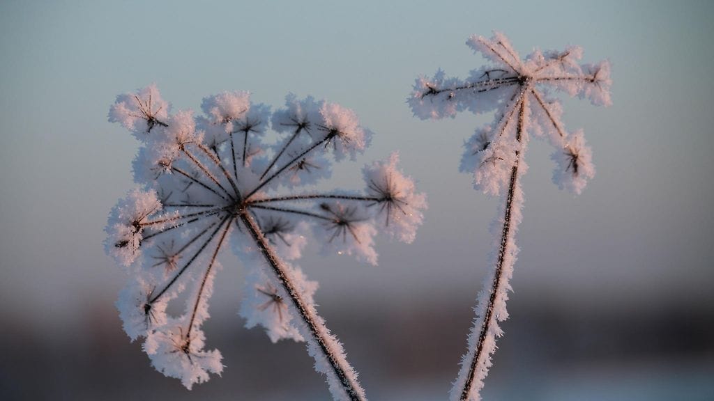 Talventörröttäjät 17. tammikuuta 2016 aurinkoisena, mutta kylmänä pakkaspäivänä. Lukijan kuva.