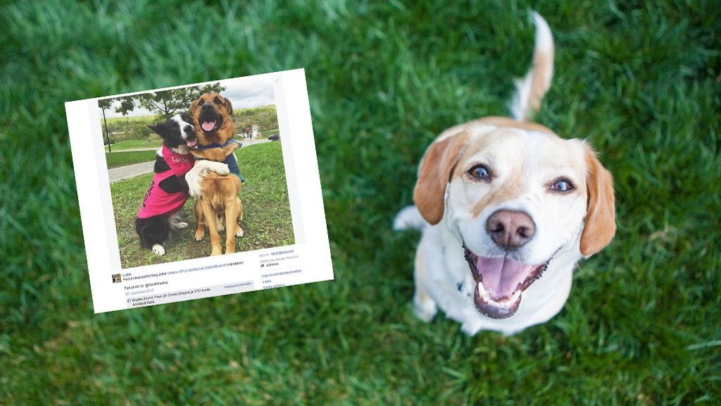 Erottamattomat koirakaverit seikkailevat yhdessä ja halailevat kaikkialla.