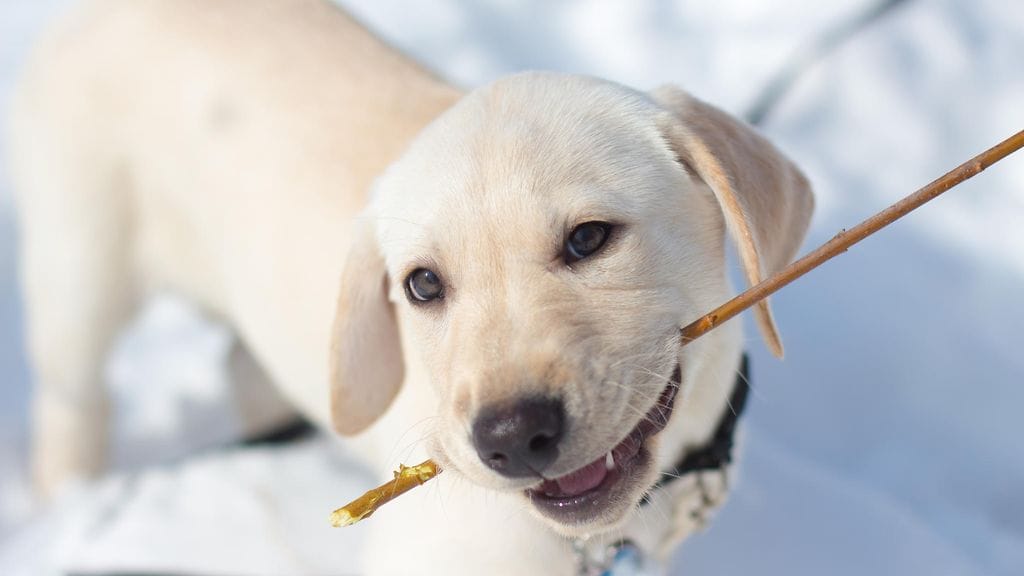 Eläinkaupasta saatavat heittovälineet ovat keppejä turvallisempi vaihtoehto.