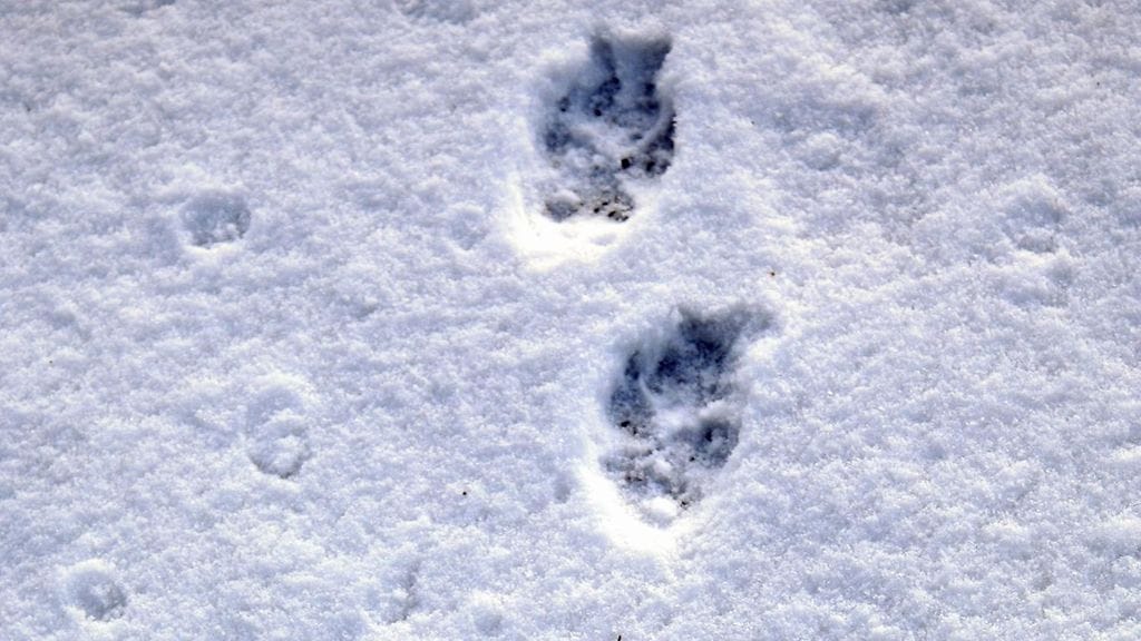 Koira sai vainun kadonneesta vanhuksesta. Kuvituskuva.