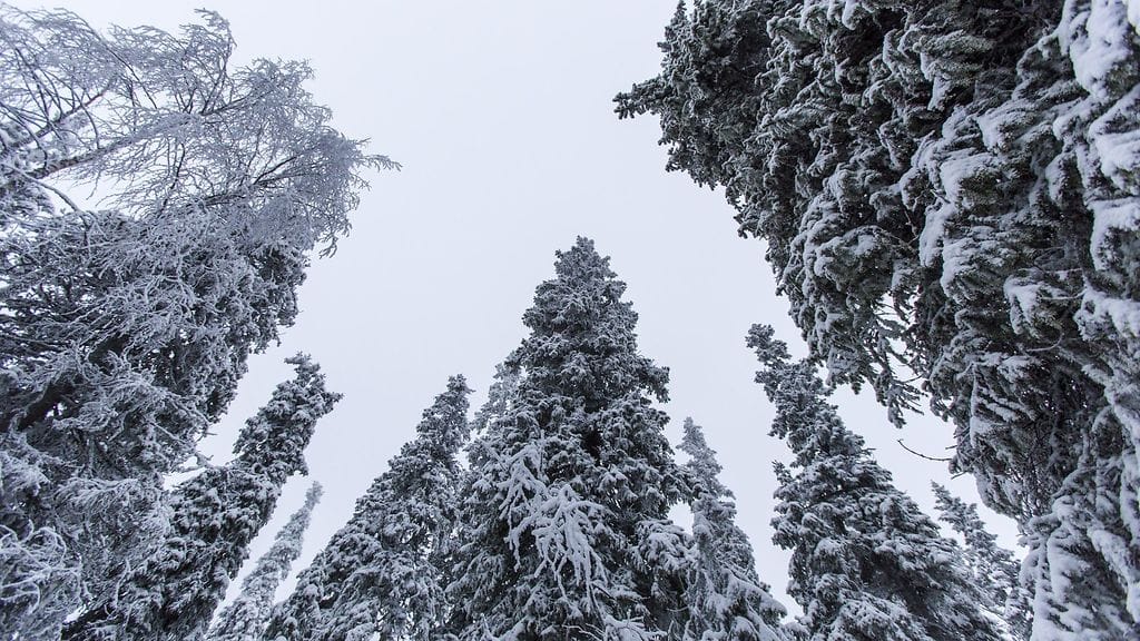 Kuvituskuvaa metsästä