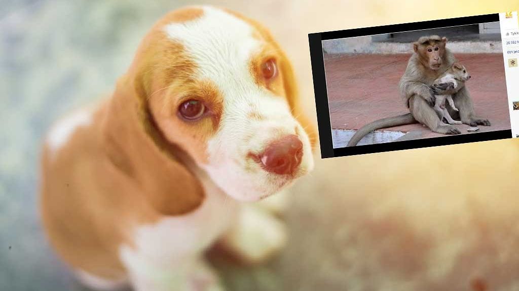 Apina otti koiranpennun siipiensä suojaan.