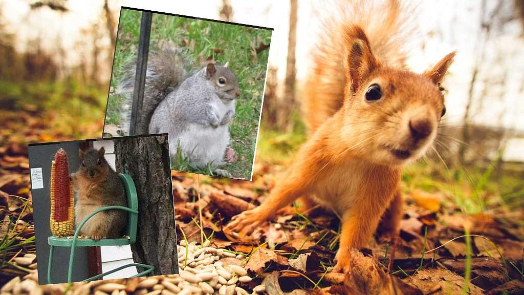 Oravakuvat villitsevät nyt somessa.