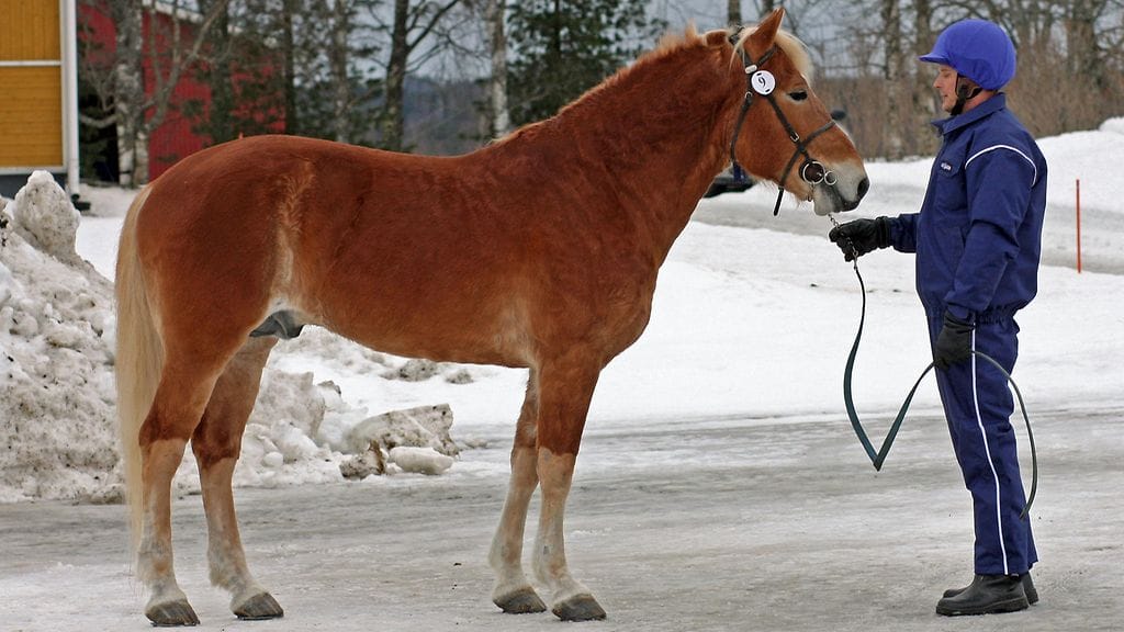 Elias Intomieli kantakirjattiin vuonna 2013 II palkinnolla. Se on osallistunut myös Kuninkuusraveihin.