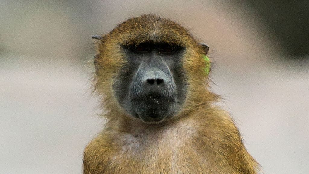 Kuvituskuva. Kuvan paviaani ei liity tapaukseen.