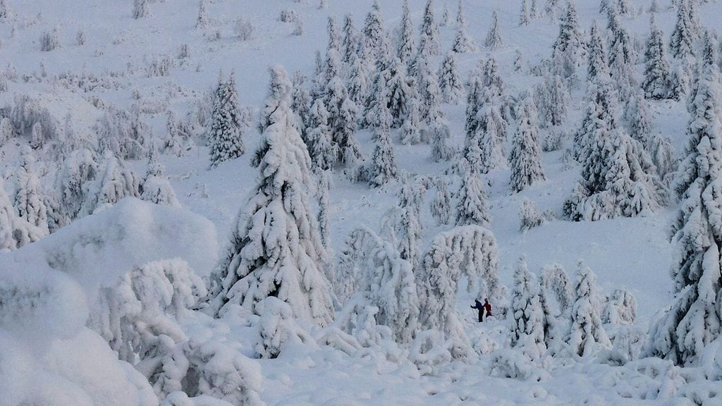 Kuvituskuva norjalaisesta metsästä.