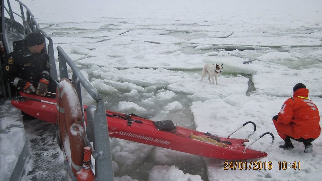 Jäällä seikkaillut koira pelastettiin tänään Kustaanmiekassa. Kuva: Suomenlahden merivartiosto/Twitter