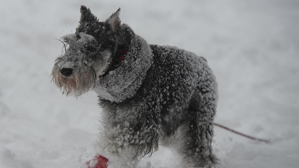 Tämä koira on saanut lumipyryn suojaksi talvitakin oman turkkinsa päälle. Uuden vuoden aattona moni koira viihtyy räiskeenkin takia sisätiloissa.
