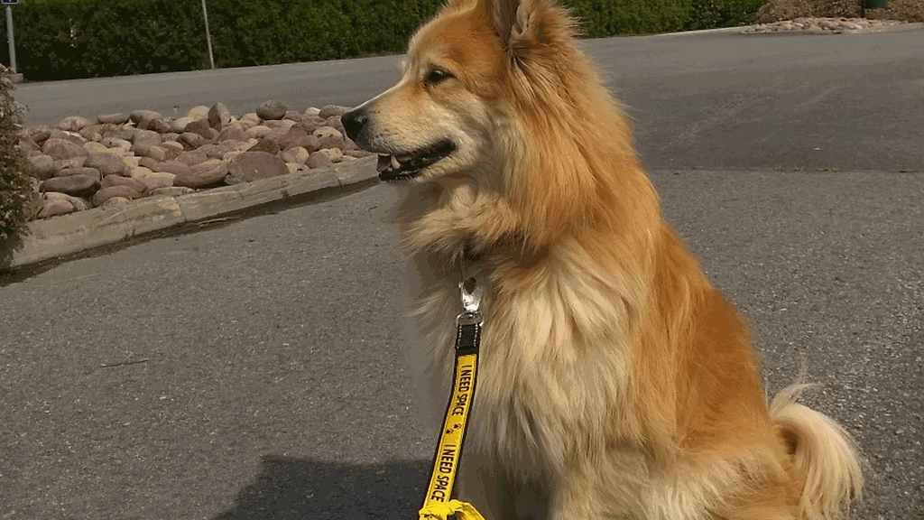 Suomenlapinkoira Pyry kantaa keltaista nauhaa ylpeänä. Kuva: Tytti Salonen