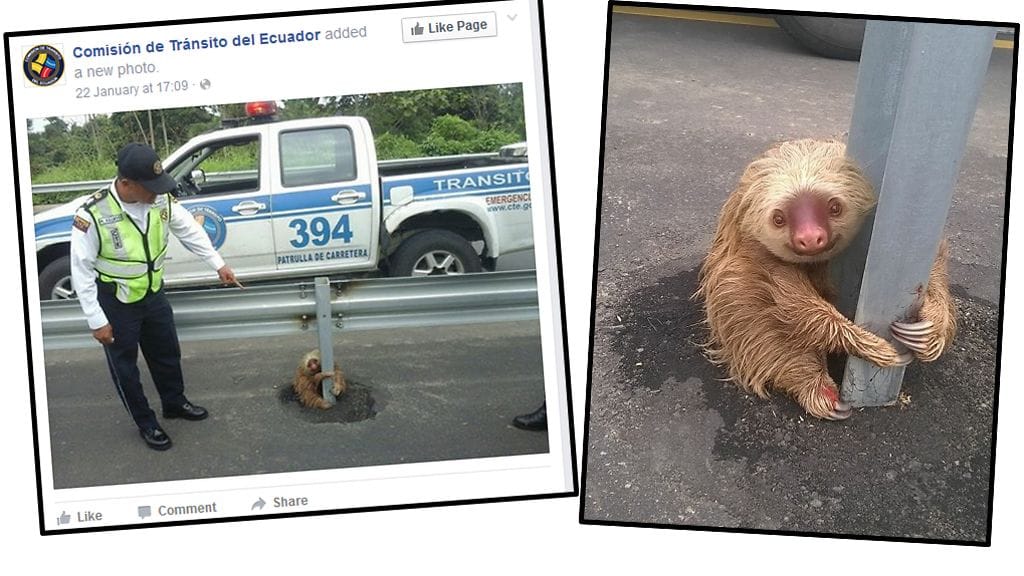 Poliisi pelasti laiskiaisen maantieltä.