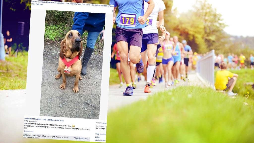 Vihikoira päätti tempaista puolimaratonin muiden juoksijoiden joukossa.