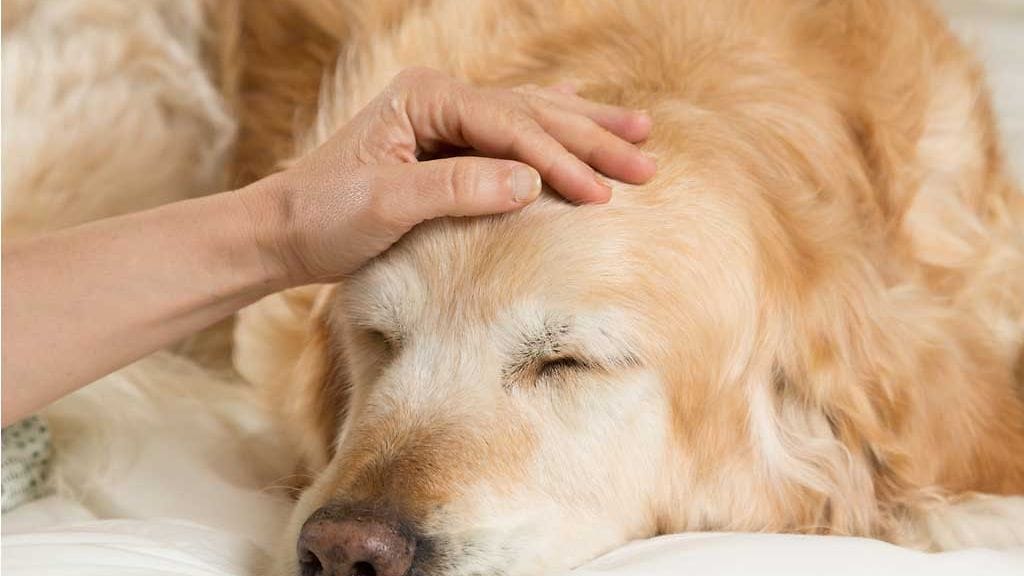 Vaarallinen bakteeri voi tappaa koiran jopa yhdessä päivässä.