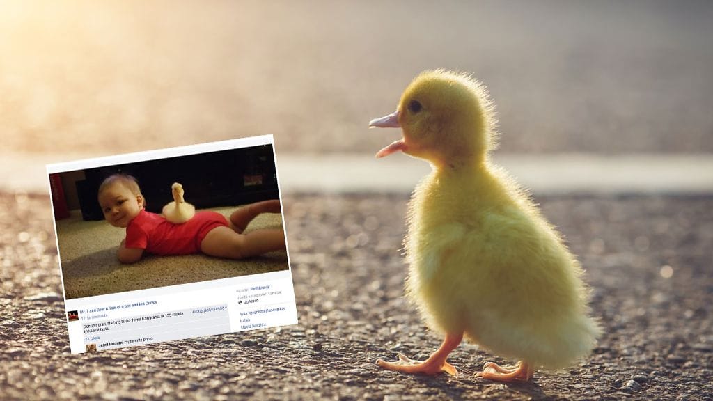 Pikkupojasta ja ankasta tuli parhaita ystäviä ensi silmäyksellä.