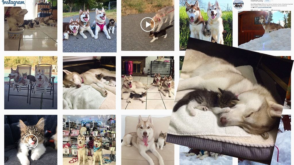 Kissanpentu Rosie pelastui täpärästi. Nyt kissa luulee olevansa siperianhusky.