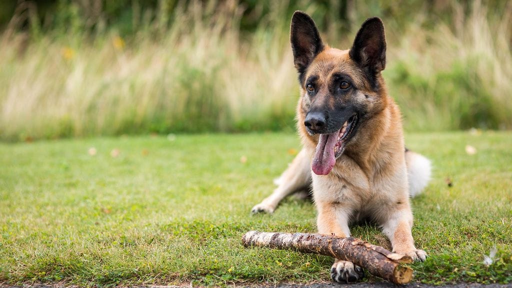 Myrsky-koira selvisi, koska omistaja toimi nopeasti.