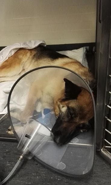 homekoira myrsky sairaalassa