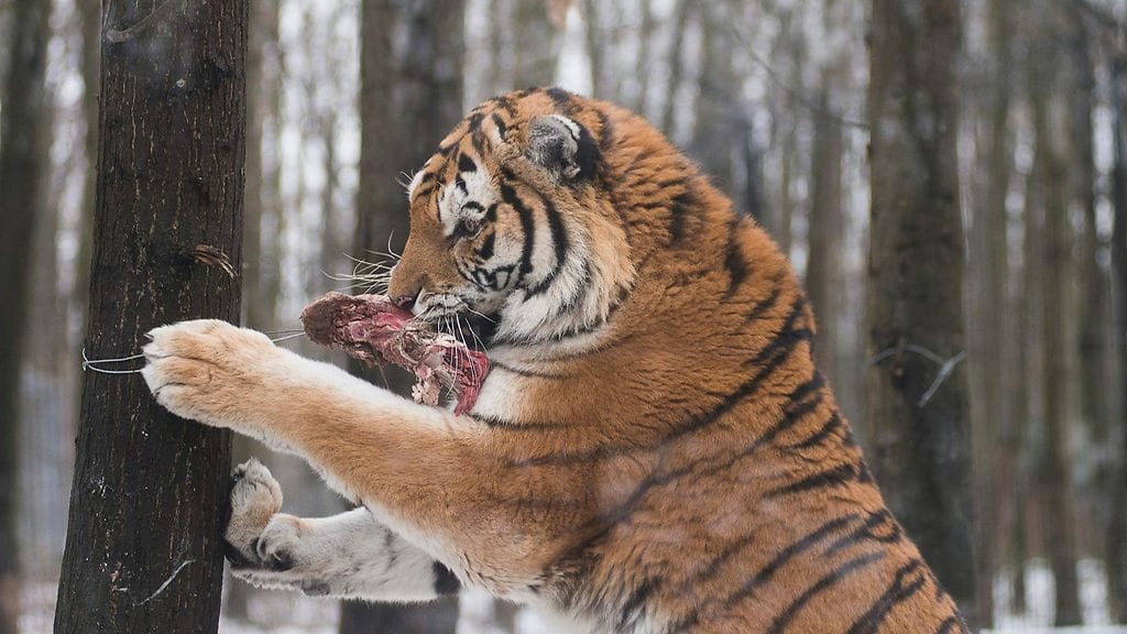Siperiantiikerit ovat äärimmäisen uhanalaisia.