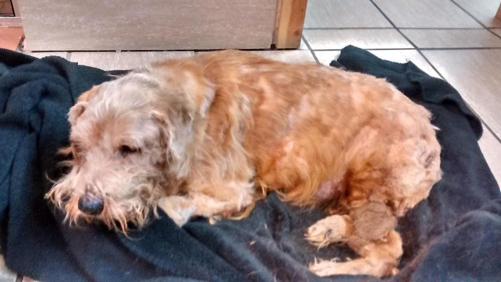 Elmo ei liikahtanutkaan niinä kymmeninä tunteina, jotka vietti eläinlääkärissä.