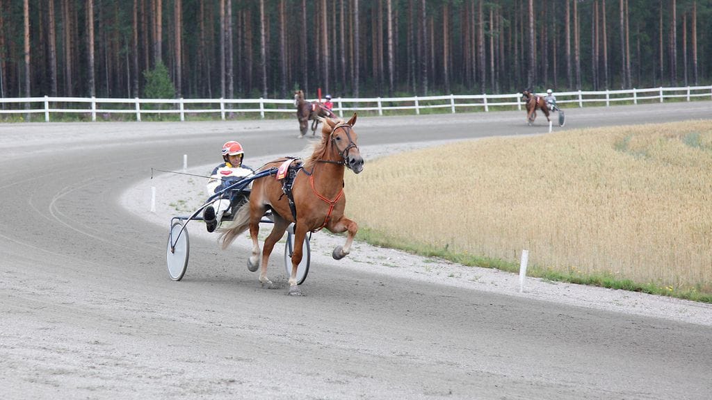 Jukka-Pekka Kauhanen valmentaa ja ohjastaa Julianne Dahliaa. Hevonen juoksee Kuopion Toto4-kierroksen avauskohteessa.